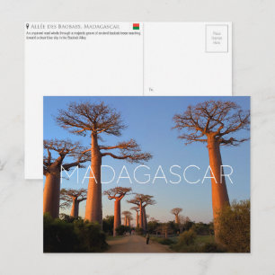 Allée des Baobabs, carte postale de voyage à Madag