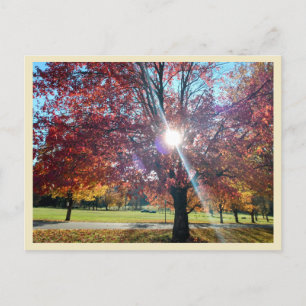 Allegany Autumn Postcard