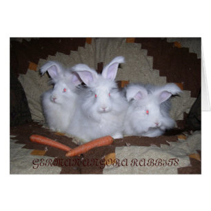 ALLEMAND ANGORA RABBITS