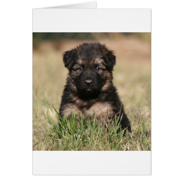 Allemand Berger Chiot "Reef" (Devant)