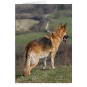 Allemand Shephard regardant en bas de la colline