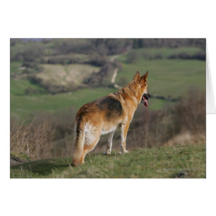 Allemand Shephard regardant en bas de la colline