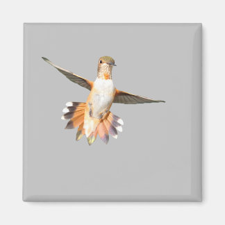 Allen's Hummingbird in Flight Magnet