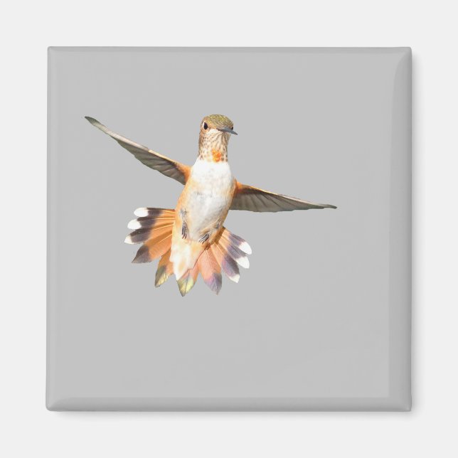 Allen's Hummingbird in Flight Magnet (Front)