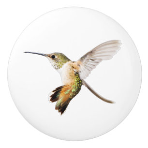 Allen's Hummingbird knob