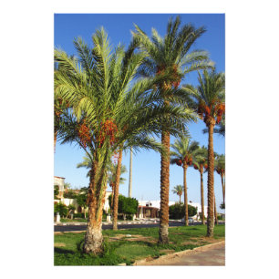 Alley of date palms in the city of Sharm El Sheikh Photo Print