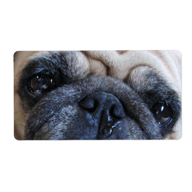 Allez-y Bientôt Sick Carlin Chien (Devant)