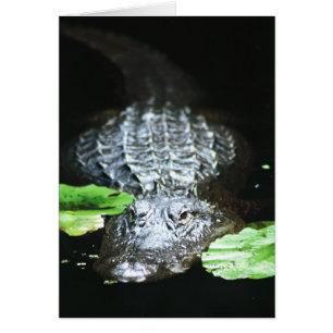 Alligator