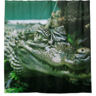Alligator