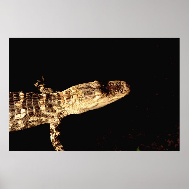 Alligator #1 poster (Front)