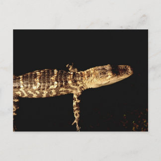 Alligator #3 postcard