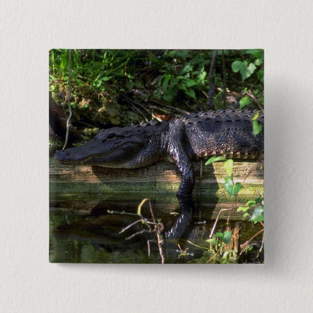Alligator afternoon, Everglades, Florida 2 Inch Square Button (Front)
