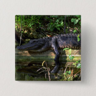 Alligator afternoon, Everglades, Florida 2 Inch Square Button