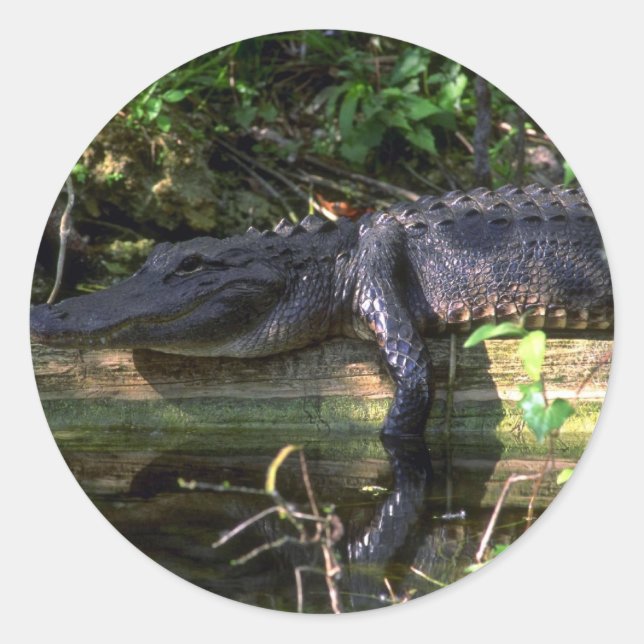 Alligator afternoon, Everglades, Florida Classic Round Sticker (Front)