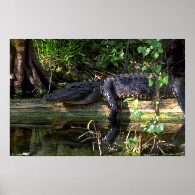 Alligator afternoon, Everglades, Florida Poster (Front)