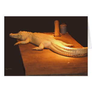 Alligator albinos