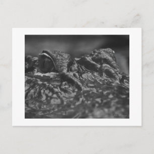 Alligator américain de CARTE POSTALE - la Caroline