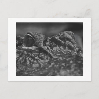 Alligator américain de CARTE POSTALE - la Caroline