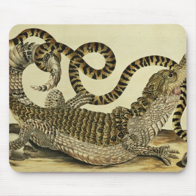 Alligator and Snake, 1730 (coloured engraving) Mouse Pad (Front)