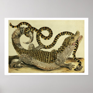 Alligator and Snake, 1730 (coloured engraving) Poster