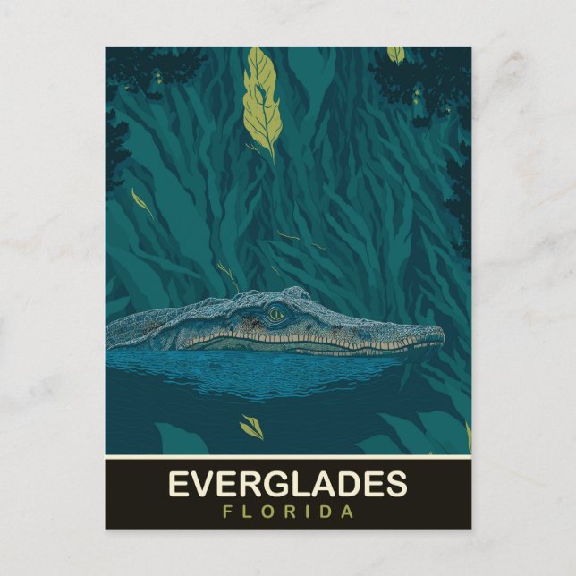 Alligator at Everglades, Florida, Travel Postcard (Front)