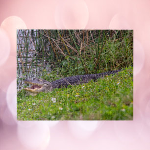 Alligator at Florida Wetlands Photograph Jigsaw Puzzle