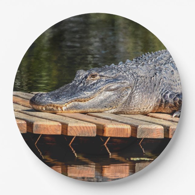 Alligator at Homosassa Springs Wildlife State Park Paper Plate (Front)