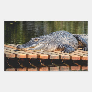 Alligator at Homosassa Springs Wildlife State Park Sticker