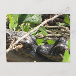 Alligator Babies postcard