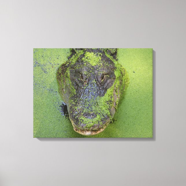 Alligator Close Up Photo, Wildlife Nature Prints (Front)