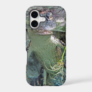 alligator dans l'eau