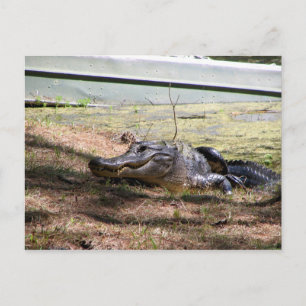 Alligator de sourire - carte postale