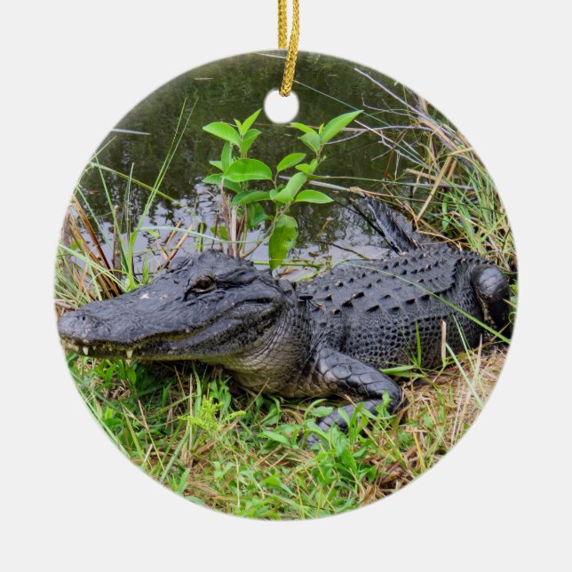 Alligator et ornement de spatule rose (Devant)