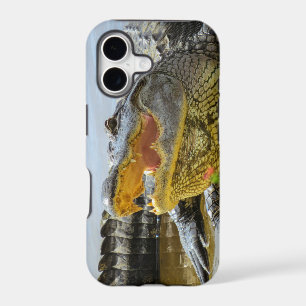 Alligator. Face à face