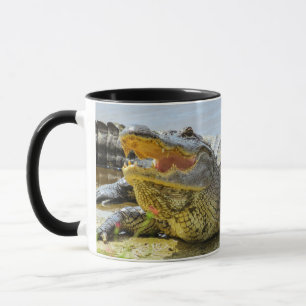 Alligator. Face to face. Mug
