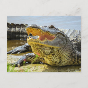 Alligator. Face to face Postcard