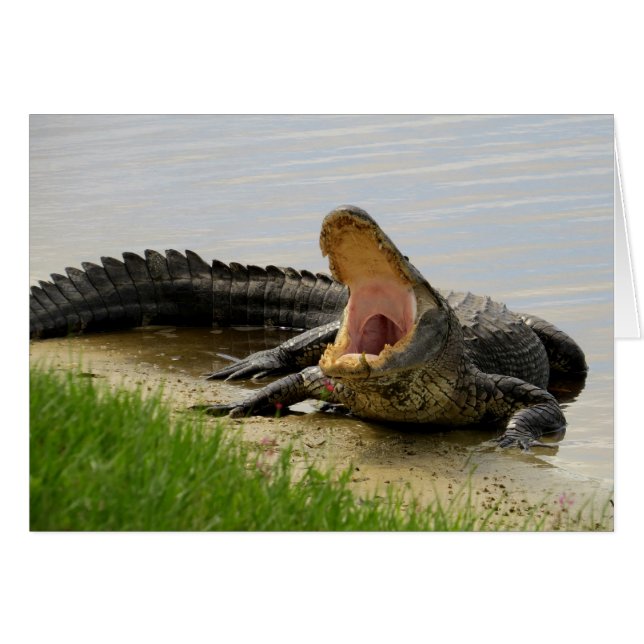 Alligator Face to face with you (Front Horizontal)