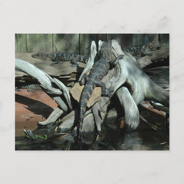 Alligator Farm Postcard (Front)