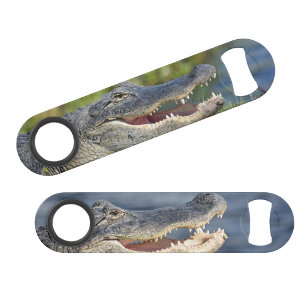 Alligator Florida Everglades Wildlife Photographic Bar Key