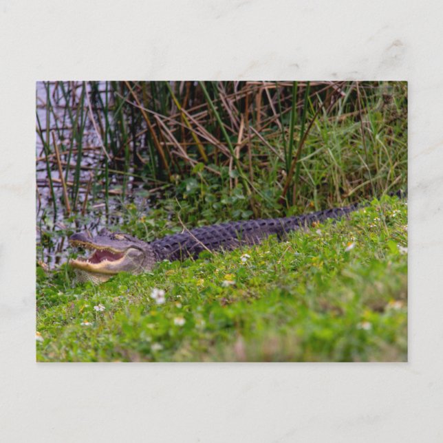 Alligator Florida Wetlands Photograph Postcard (Front)