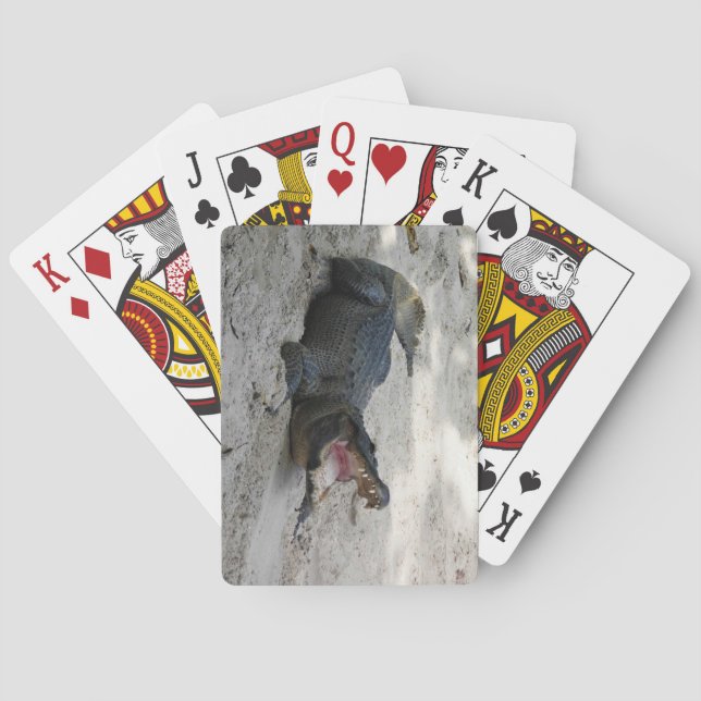 Alligator, Fort Lauderdale, Florida Playing Cards (Back)