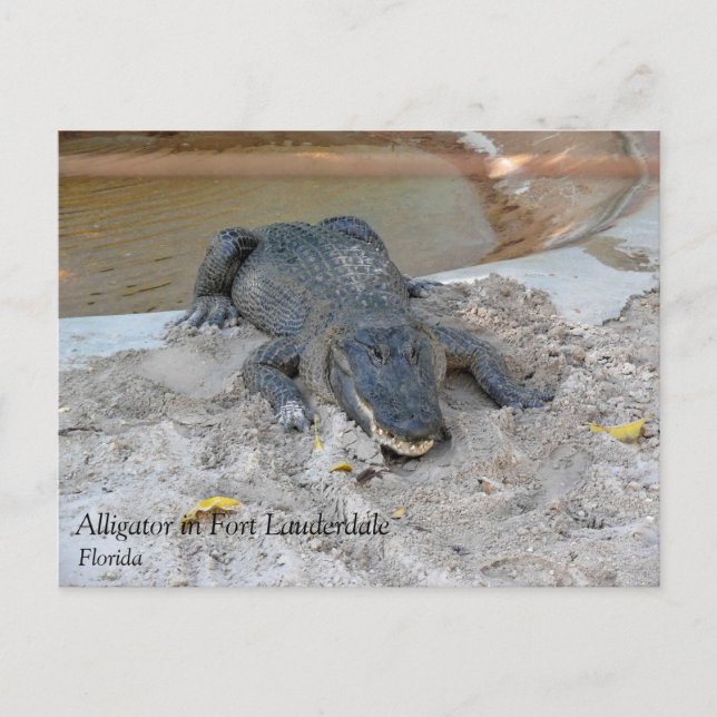 Alligator, Fort Lauderdale, Florida Postcard (Front)