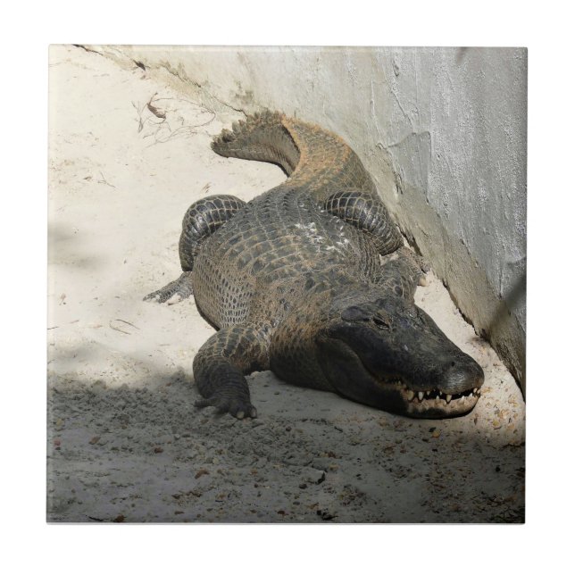 Alligator, Fort Lauderdale, Florida Tile (Front)