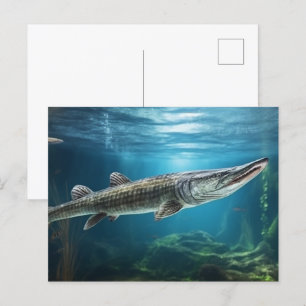 Alligator gar fish swimming Fish  Postcard
