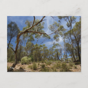 Alligator Gorge, South Australia Postcard