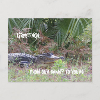 Alligator Greetings Postcard