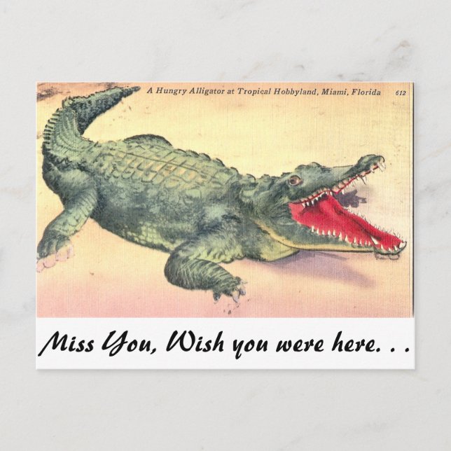 Alligator in Florida Postcard (Front)