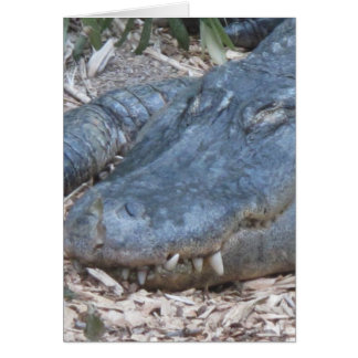 Alligator in its Natural Habitat