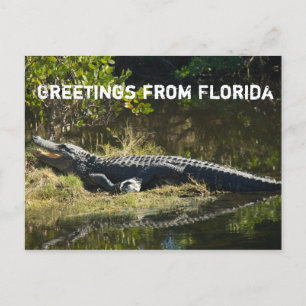 Alligator in the Sun Personalize Postcard