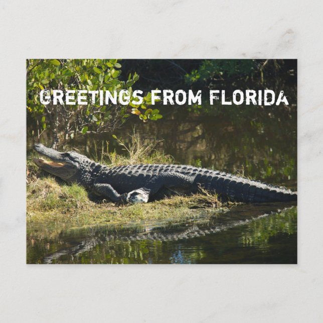 Alligator in the Sun Personalize Postcard (Front)